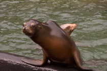 Sea Lions